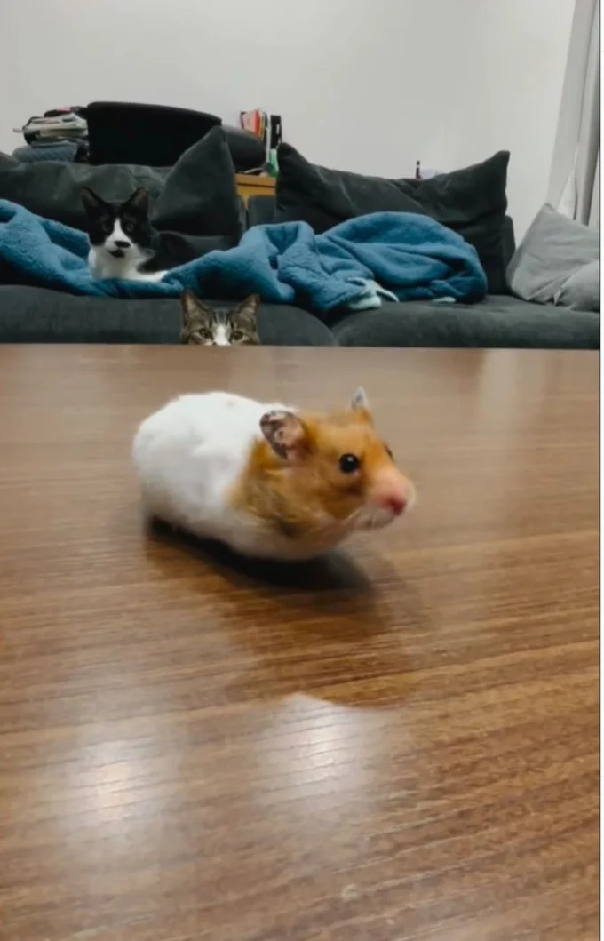 ハムスターをじっと観察する2匹の猫ちゃん▶狙っているのかと思いきや…（⇒次へ）