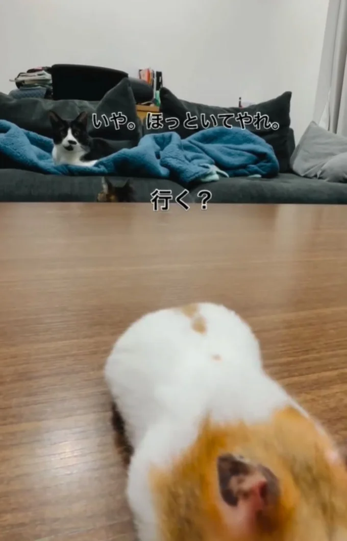 「行く？」「いや。ほっといてやれ」と言っているかのように見守っている▶（次画像から予想外の出来事が起こる保育士時代をおもしろおかしく描いた『実録 保育士でこ先生6』が読めます）