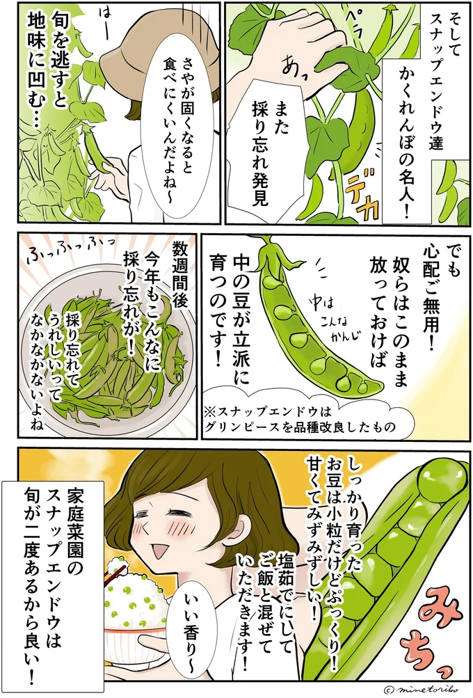 放っておけば中の豆が立派に育つのです！