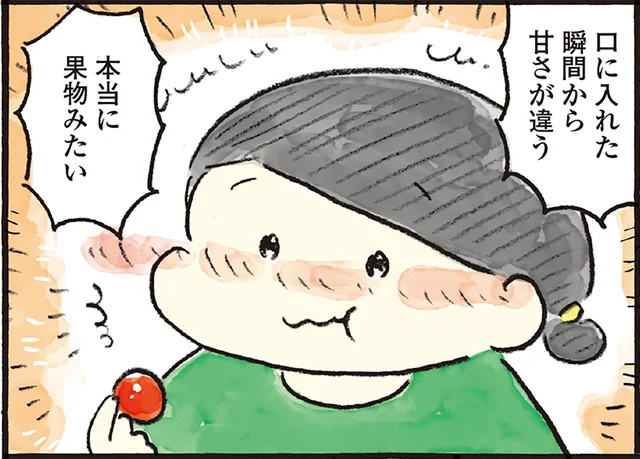 甘くて濃い！フルーツトマトを心ゆくまで楽しむ1000円ごほうび