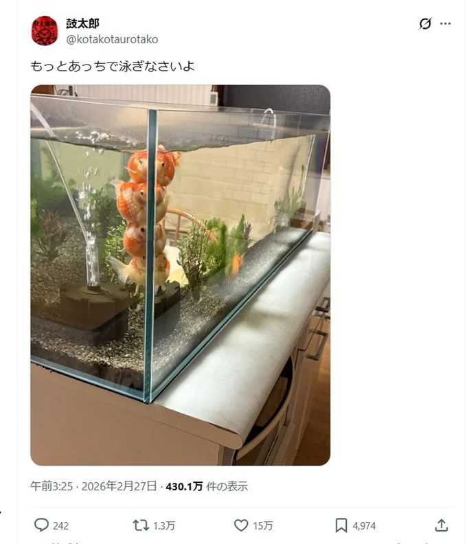 「もっとあっちで泳ぎなさいよ」と投稿されたポスト▶確かにこの水槽の奥行は…（⇒次へ）