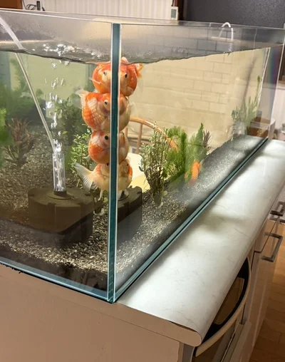 かなり広い水槽なのにみっちり！▶鳥さんも同居しています（⇒次へ）