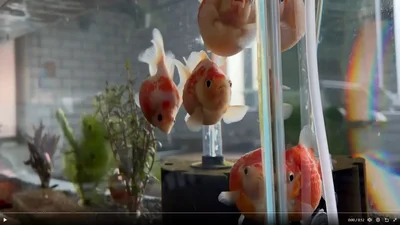 水槽の中を泳ぐ金魚ちゃん達▶金魚ちゃんを見ているのは…（⇒次へ）