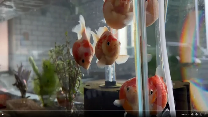 水槽の中を泳ぐ金魚ちゃん達▶金魚ちゃんを見ているのは…（⇒次へ）