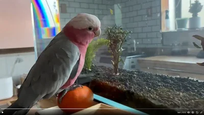 興味津々です▶ももちゃんはお外を見るのも好きなようです（⇒次へ）