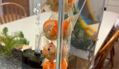 飼い主である鼓太郎さんに向かって集まる金魚ちゃん達▶ちょっとでも飼い主さんに近付きたい！！（⇒次へ）