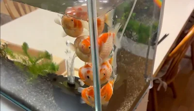 もっと広々泳いでもいいんだよ～▶インコちゃんのおかげで…（⇒次へ）