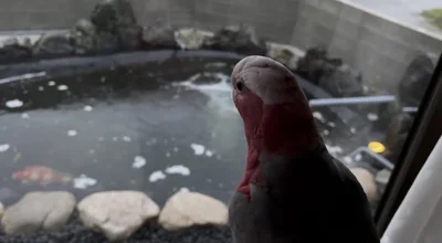 ももちゃんと眺める鯉の池▶ウロコインコのワキちゃんのこっそり写真！（⇒次へ）