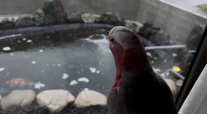 ももちゃんと眺める鯉の池▶ウロコインコのワキちゃんのこっそり写真！（⇒次へ）