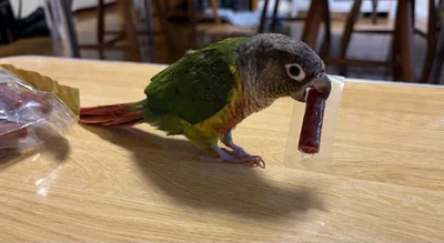 「カルパスが欲しい」▶水槽の水換え中…（⇒次へ）