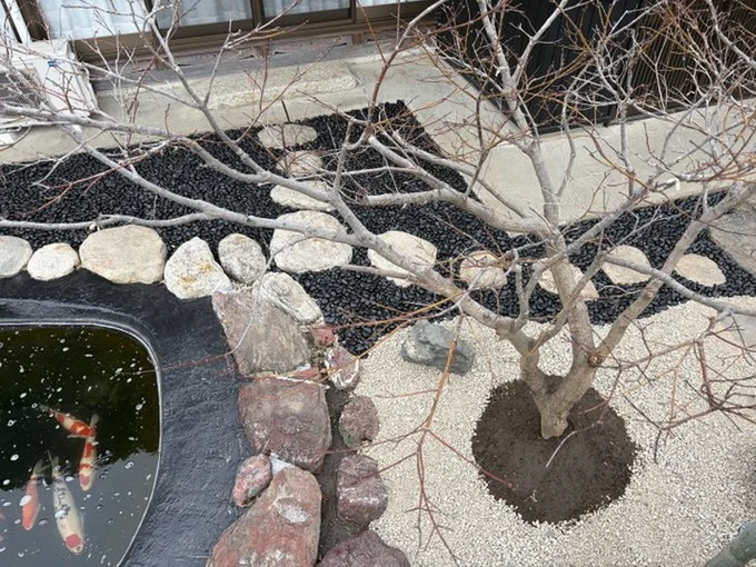 お庭と鯉の池▶飼い主さんを見つけた金魚ちゃん（⇒次へ）