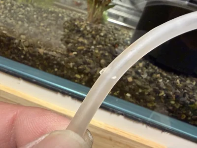 齧られちゃったエアホース▶金魚はピンポンパールという種類（⇒次へ）