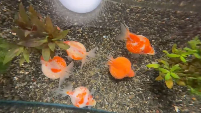 水換え後の金魚ちゃん▶金魚と「かんぱーい！」（⇒次へ）