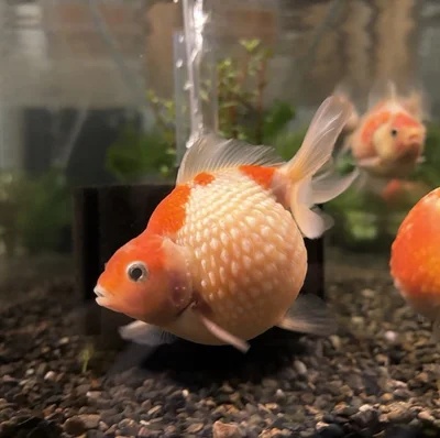 バランスのいい形をしたピンポンパールちゃん▶5匹の金魚が並びました！（⇒次へ）