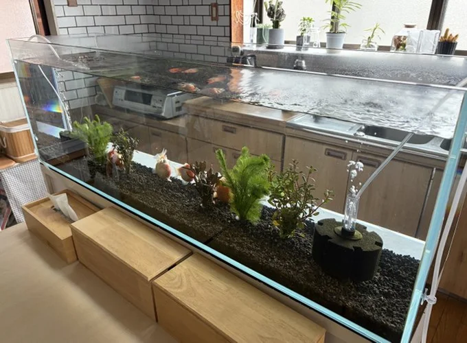 「アクアリウムは癒し」（⇒次からは、金魚鉢ちゃんと金魚くんの可愛らしい日常を描いたマンガ『金魚鉢ちゃん ずっといっしょのまいにち』の試し読みができます！）