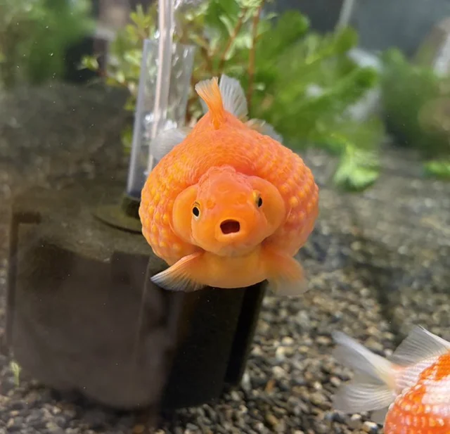 広い水槽を贅沢に"使わない"金魚4匹。飼い主が思わず放った一言に「吹き出した」「かわいくて仕方ない」