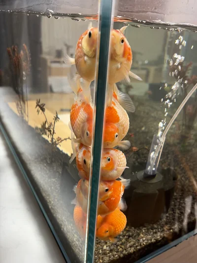 5連金魚ちゃん▶そんなに見つめられたら…（⇒次へ）