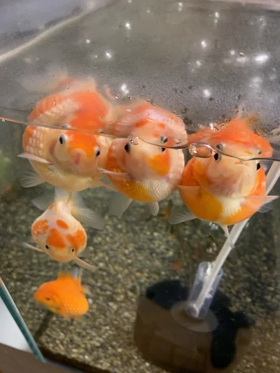 じっ…▶金魚飼育の楽しさを伝えてくれる鼓太郎さん（⇒次へ）
