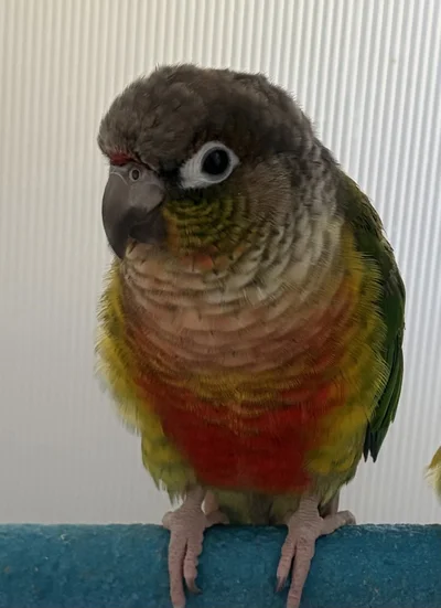 ウロコインコのワキちゃん▶ウロコインコはもう1羽います（⇒次へ）