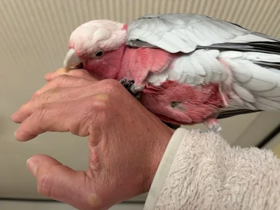 モモイロインコのももちゃん▶鯉のいる池のあるお庭もあります（⇒次へ）