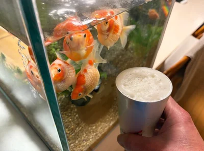 「金魚は癒し」▶飼い主さんが大好きな金魚ちゃんたち（⇒次へ）