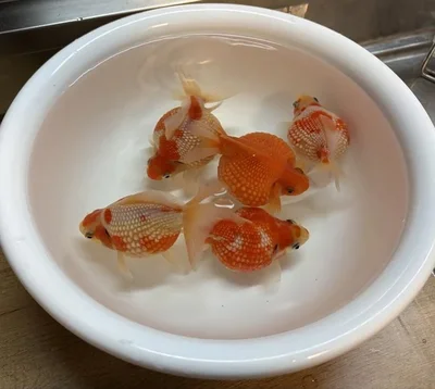 水換えの中の金魚ちゃん▶新しいお水の泳ぎ心地はどう？（⇒次へ）