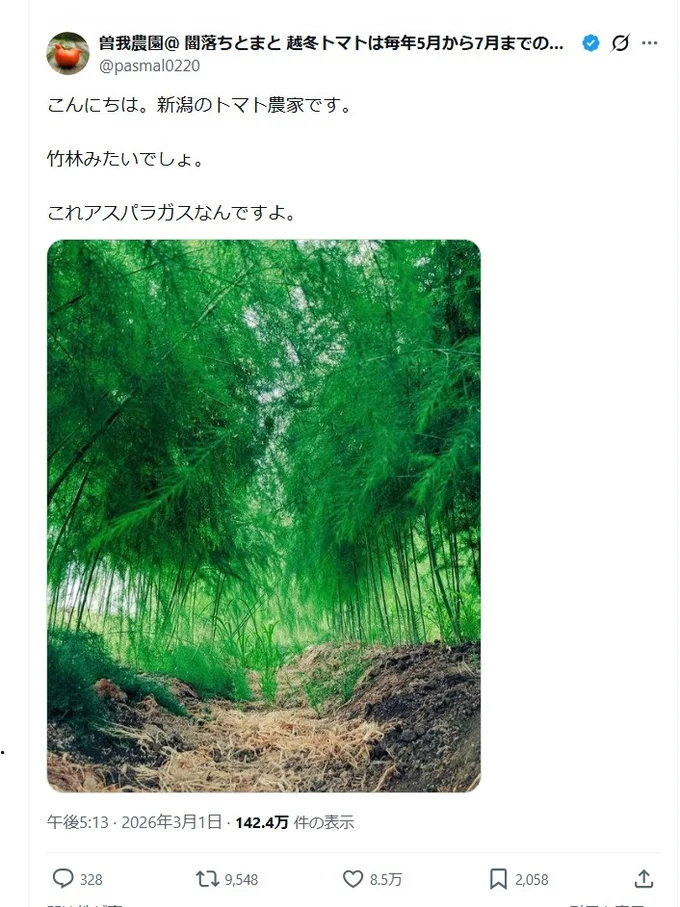 竹林みたいなアスパラガス▶アスパラガスが育つとこうなります!(⇒次へ)