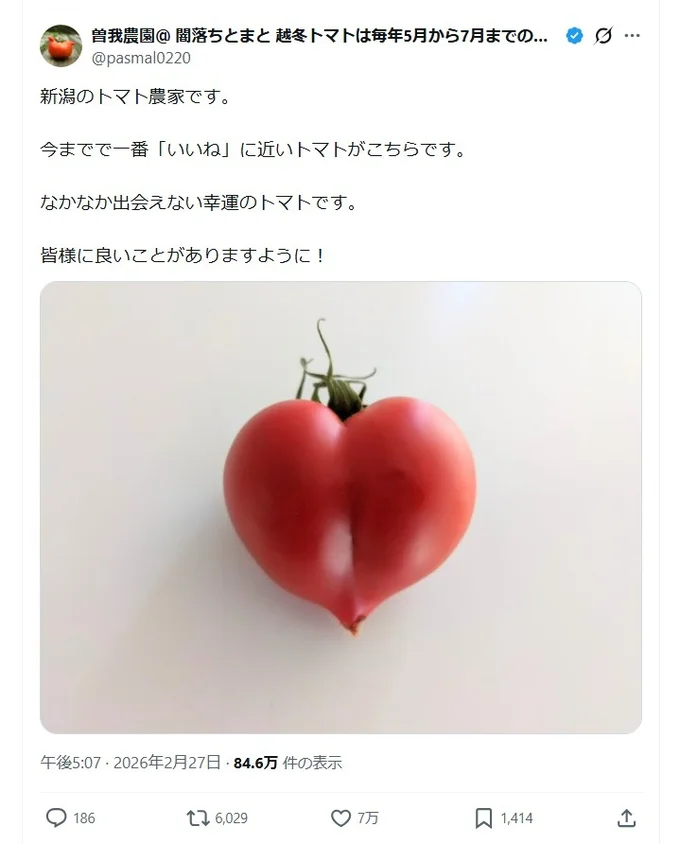 見事なハート型です♡▶幸せになれそうなハートのトマト(⇒次へ)