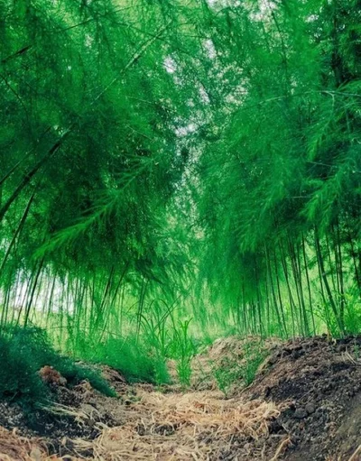 まるで竹林に迷い込んだような風景ですね▶思わず「いいね」を押したくなるトマト（⇒次へ）