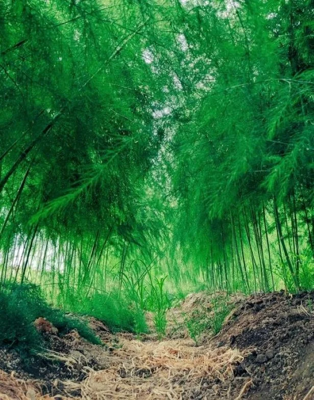 まるで竹林に迷い込んだような風景ですね▶思わず「いいね」を押したくなるトマト(⇒次へ)