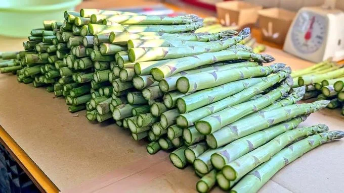 美味しく育ったアスパラガス