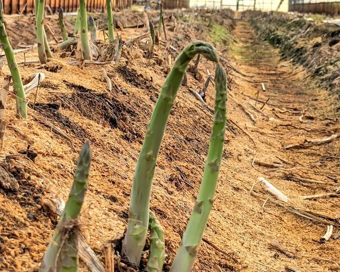寄り添う姿になんだかほっこり♡▶トマトの追熟方法（⇒次へ）