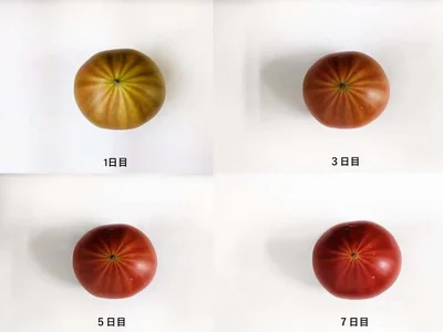 肌寒い時期の色の薄いトマトは、常温で追熟させるとよいのだそう▶ゲームのキャラクターのようなトマト（⇒次へ）