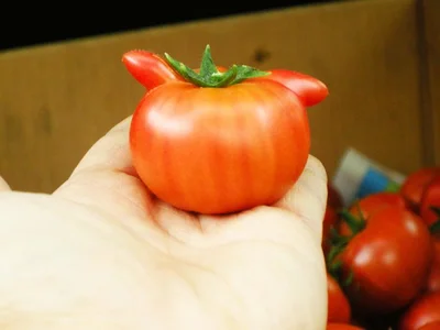 かわいくて食べるのがもったいないですね…！▶見たことある？トマトのお花（⇒次へ）