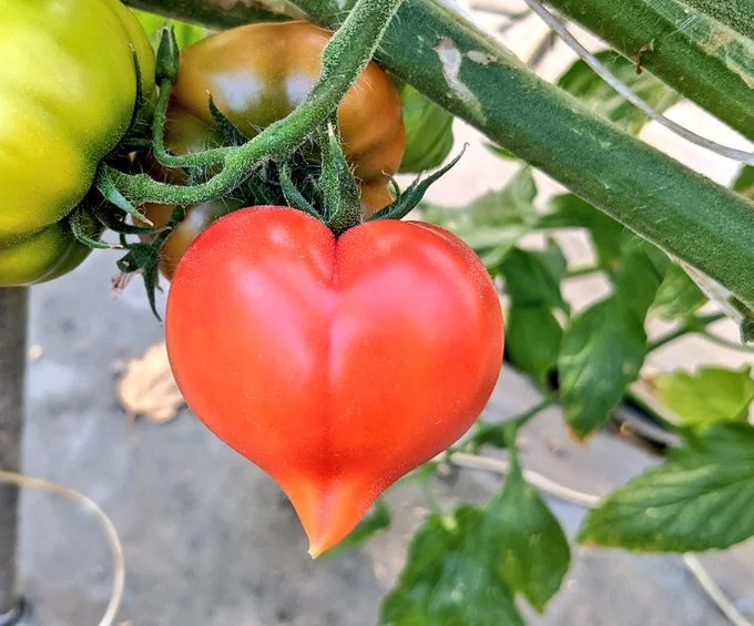 こちらもかわいいハート型▶アスパラガスのキス？（⇒次へ）