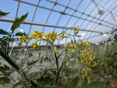 黄色い可憐な花をつけます▶品種によっては花がたくさんつきすぎるものも（⇒次へ）