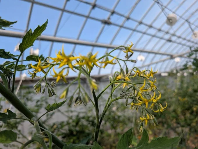黄色い可憐な花をつけます▶品種によっては花がたくさんつきすぎるものも（⇒次へ）