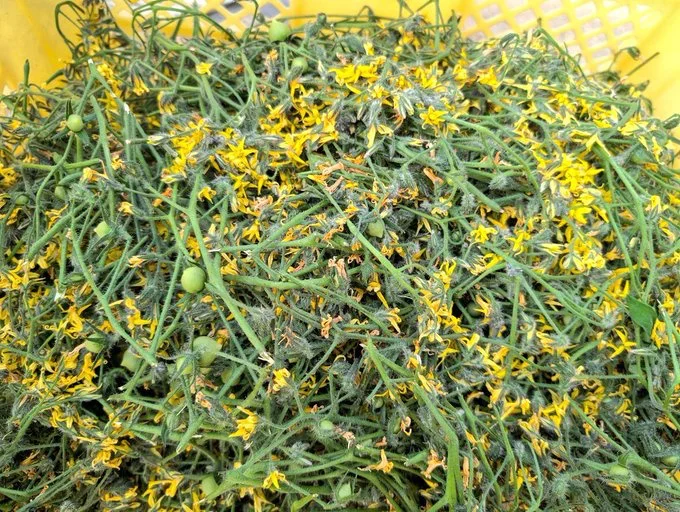 放っておくと実が付きすぎて弱りやすくなるので、適度に除去するそうです▶ミニトマトの「ルージュジャポネーゼ」（⇒次へ）