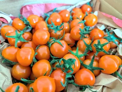 皮が薄く口当たりの良いミニトマトです▶綺麗なスターマーク（⇒次へ）