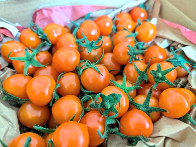 皮が薄く口当たりの良いミニトマトです▶綺麗なスターマーク（⇒次へ）