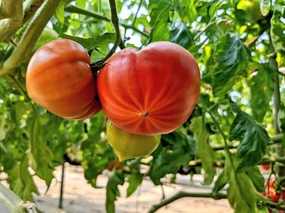 スターマークは、熟した美味しいトマトのサイン♪▶赤くなる前のトマトたち（⇒次へ）