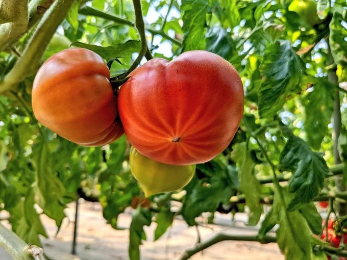スターマークは、熟した美味しいトマトのサイン♪▶赤くなる前のトマトたち(⇒次へ)