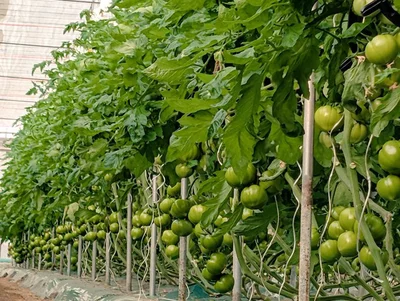 たくさん実をつけていますね！▶赤くなってきました（⇒次へ）