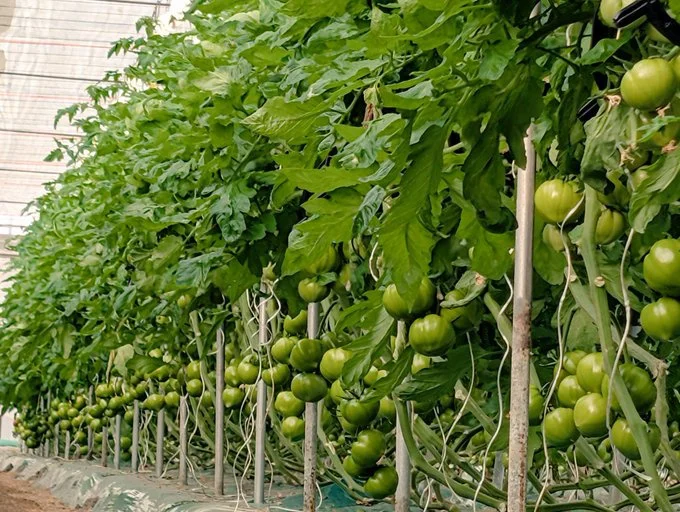 たくさん実をつけていますね！▶赤くなってきました（⇒次へ）