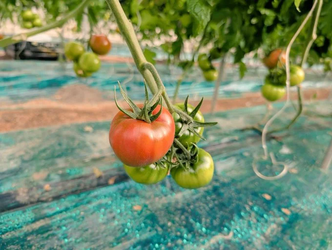 食べごろまでもう少し♪▶角が生えたトマト！？（⇒次へ）