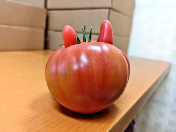 これは珍しい…！▶太いアスパラガスを収穫！（⇒次へ）