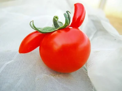 まるで踊っているようですね▶大きめの春トマトたち（⇒次へ）