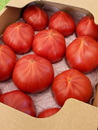 五月に出荷予定だそうです！▶きれいなラインを描いています（⇒次へ）