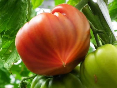 尖って良い筋が出ているのは、美味しいサイン♪▶どこかで見たことのあるトリみたい？（⇒次へ）