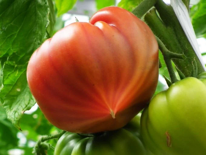 尖って良い筋が出ているのは、美味しいサイン♪▶どこかで見たことのあるトリみたい？（⇒次へ）